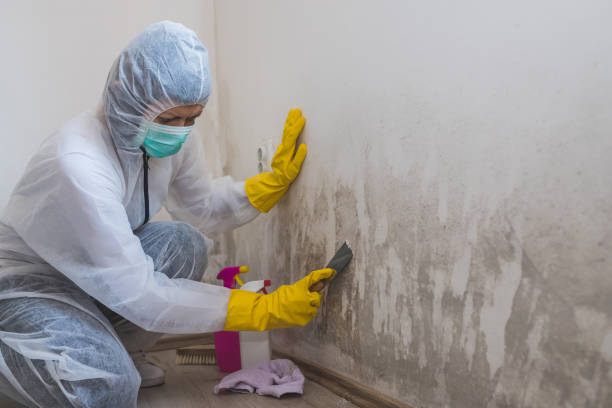 Mold Removal Process in Milford, IA